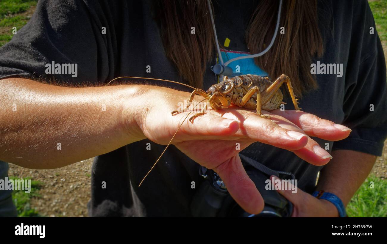 Stephens Island weta or Cook Strait giant weta on a hand for scale during a visit to Maud Island in the Marlborough Sounds. Stock Photo