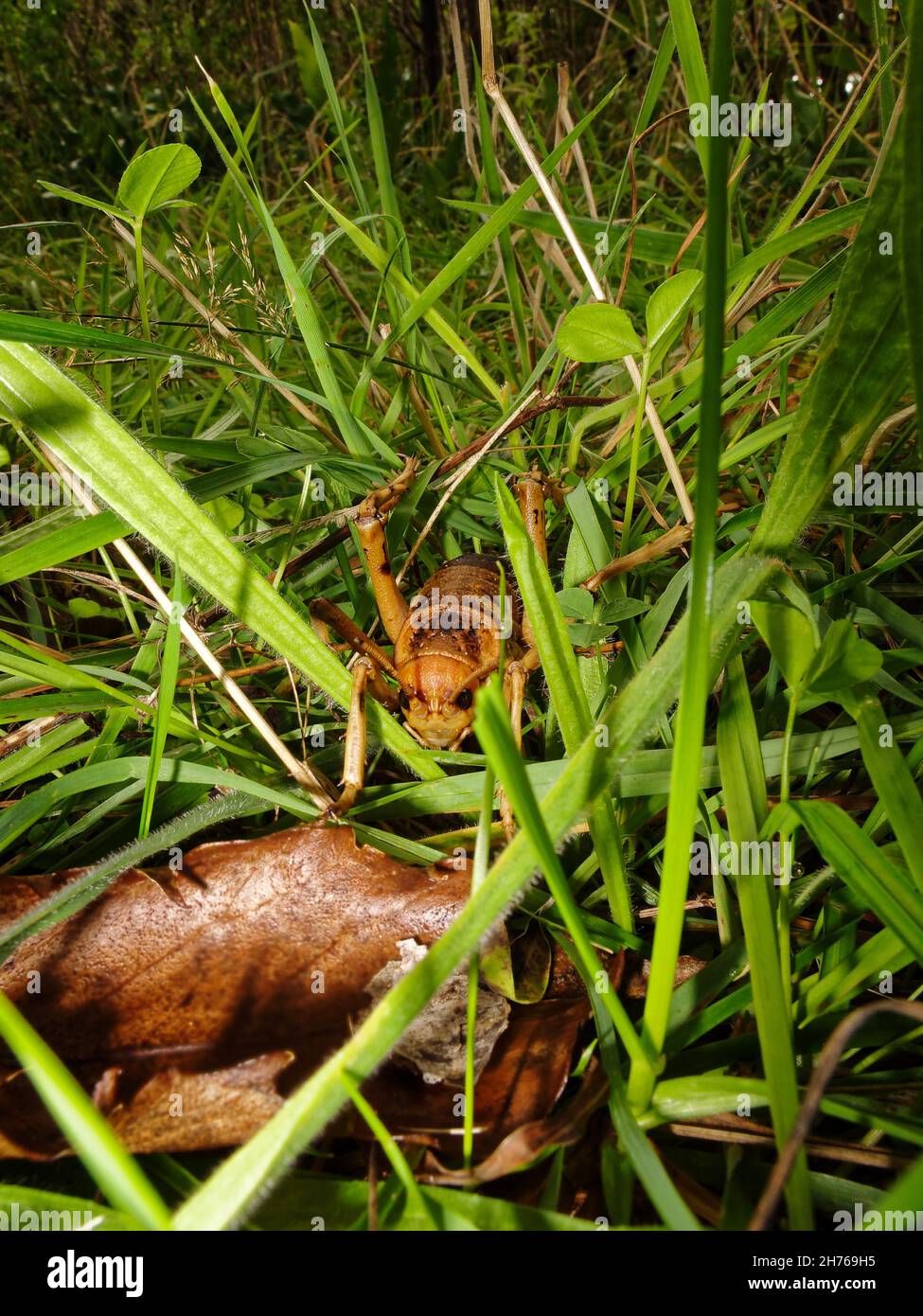 Stephens Island weta or Cook Strait giant weta on Maud Island predator-free sanctuary. These huge endangered insects are endemic to New Zealand. Stock Photo
