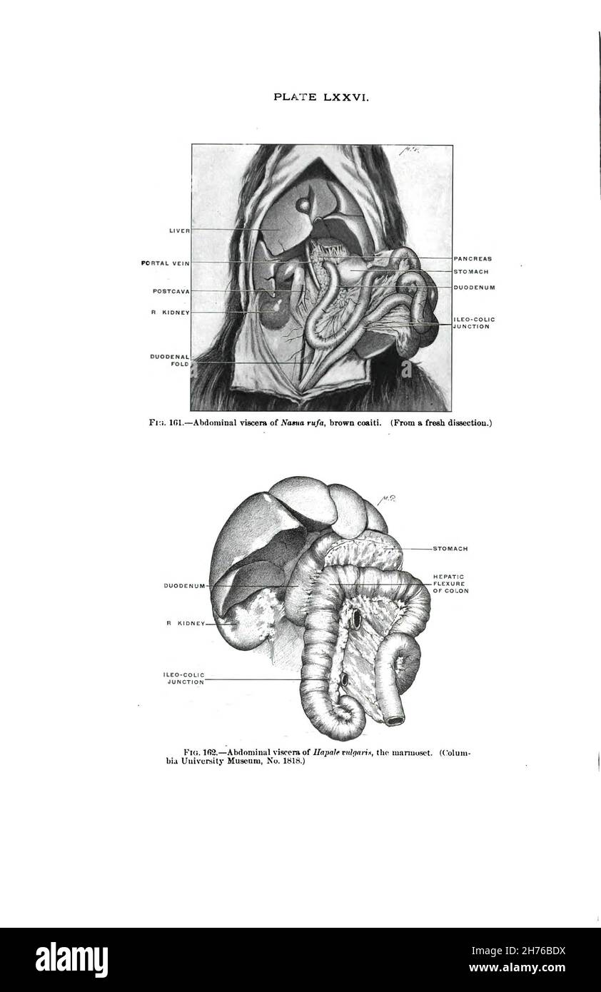 A grayscale illustration of a 19th- century human anatomy textbook ...