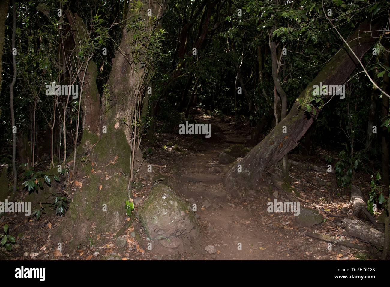 A subtropical laurel forest covers the heights of La Gomera of the