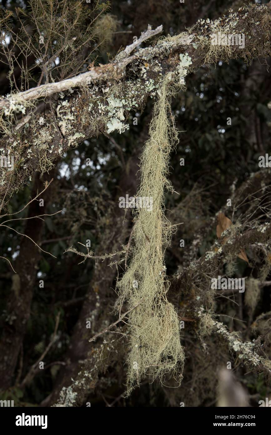 Lichen growing in a subtropical laurel forest covering the heights of El Cedro at La Gomera of the Canary Islands. Stock Photo