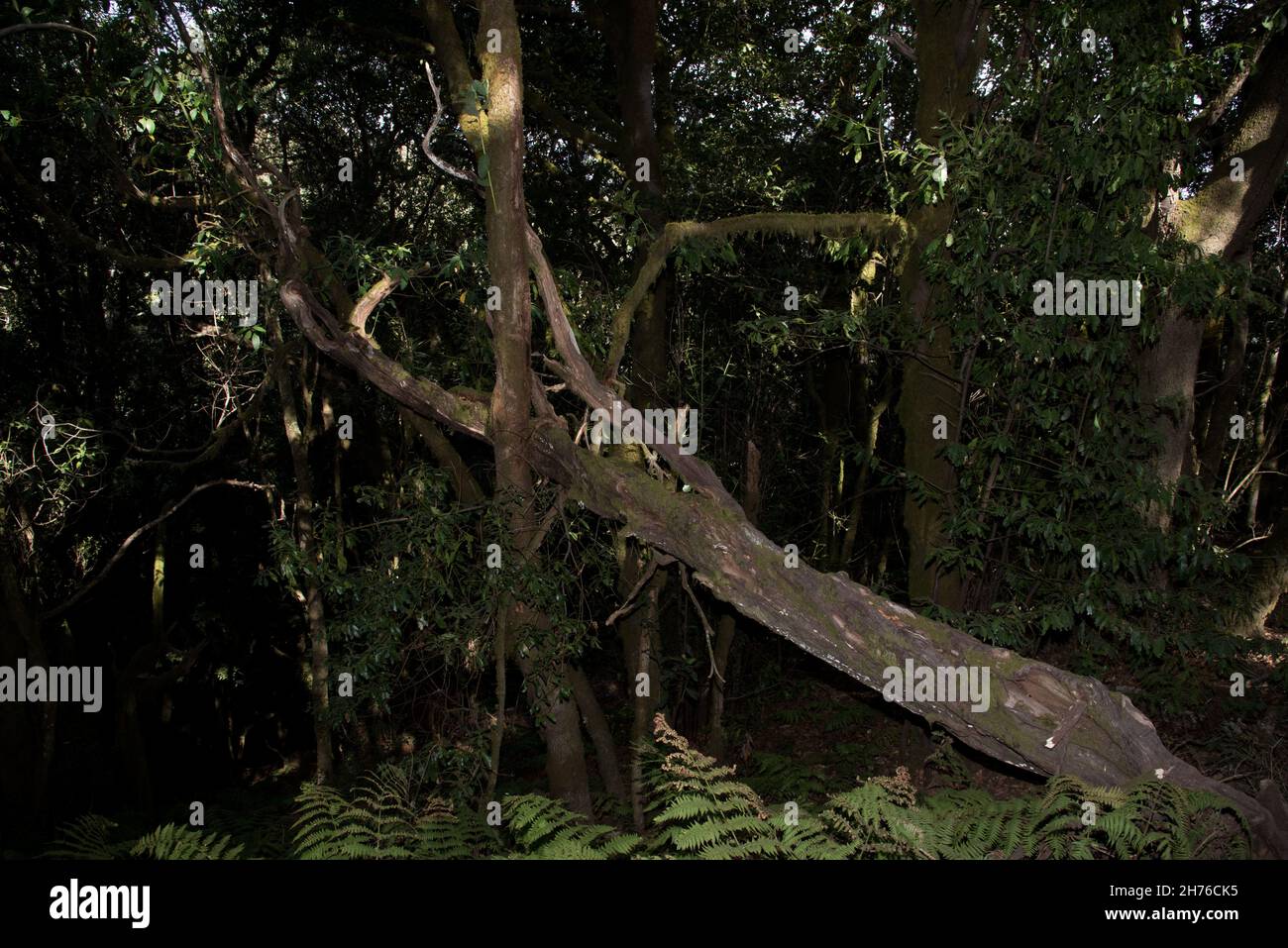 A subtropical laurel forest covers the heights of La Gomera of the