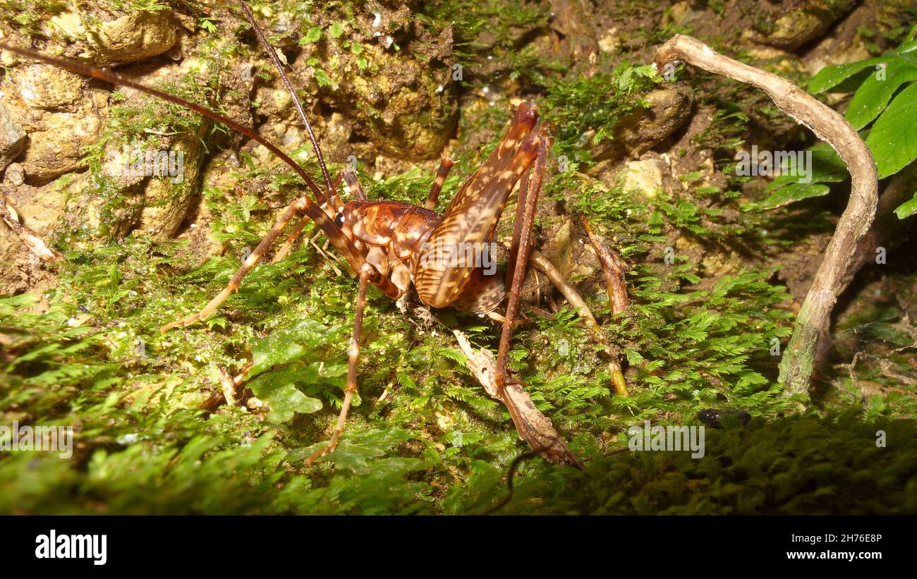 Tree Weta with very long antenna. Endemic insect of New Zealand. Brightly lit. Stock Photo