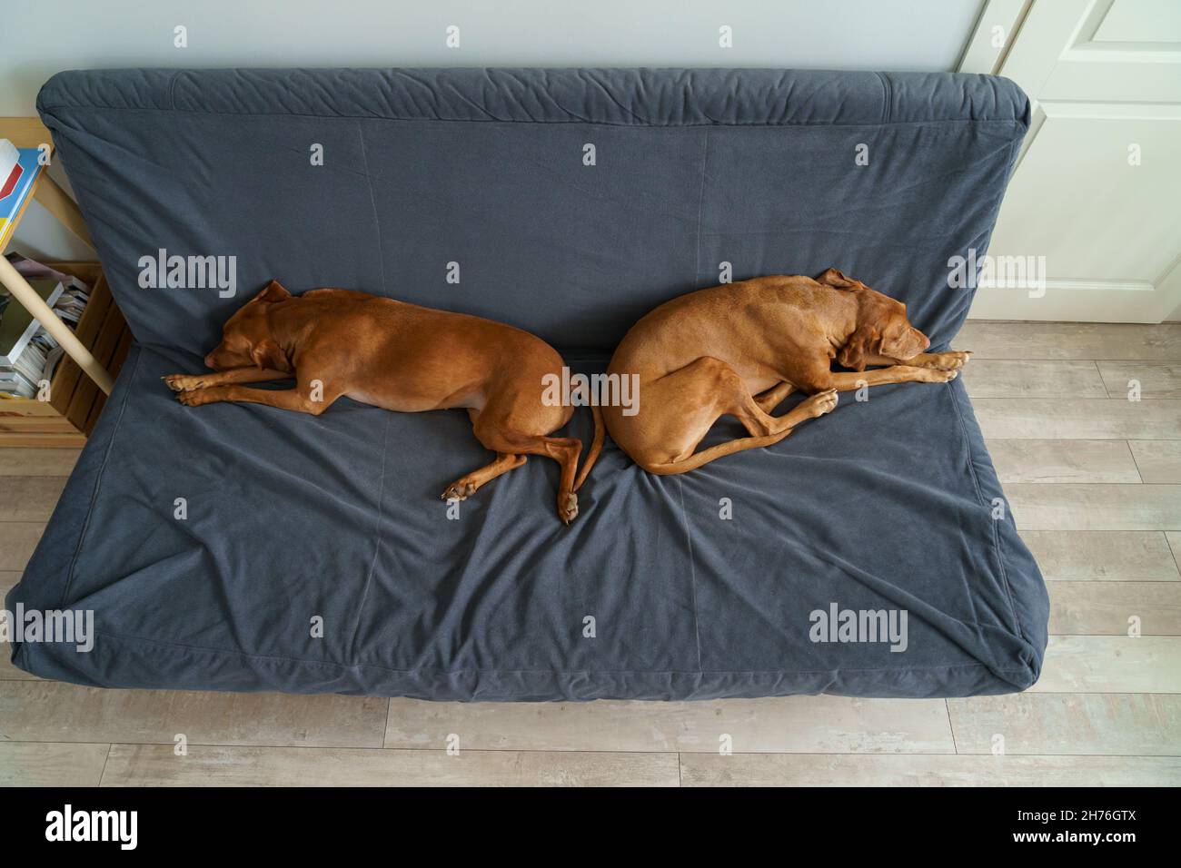 Two Vizsla dogs sleep on couch, top view. Pet friends lying on sofa
