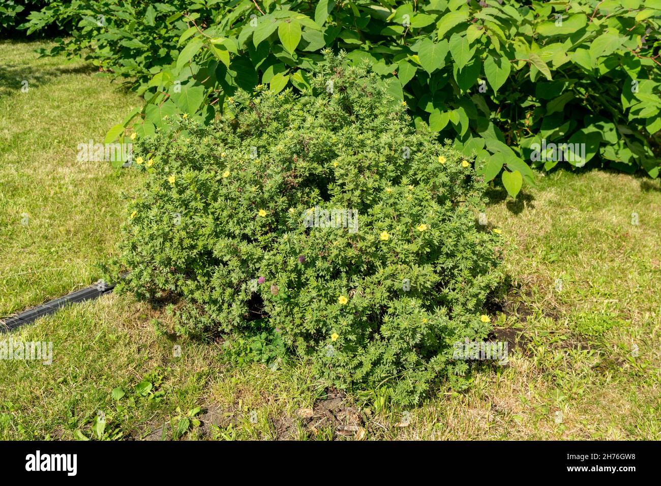 A bush of flowering Kuril tea (Dasiphora Raf.), Potentilla L. or Pentaphylloides fruticosa grows on the lawn on a sunny summer day. Stock Photo