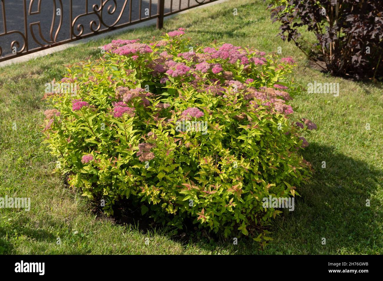 A spirea bush of the Japanese variety Goldflame blooms on a lawn next to a metal fence on a sunny summer day. Stock Photo
