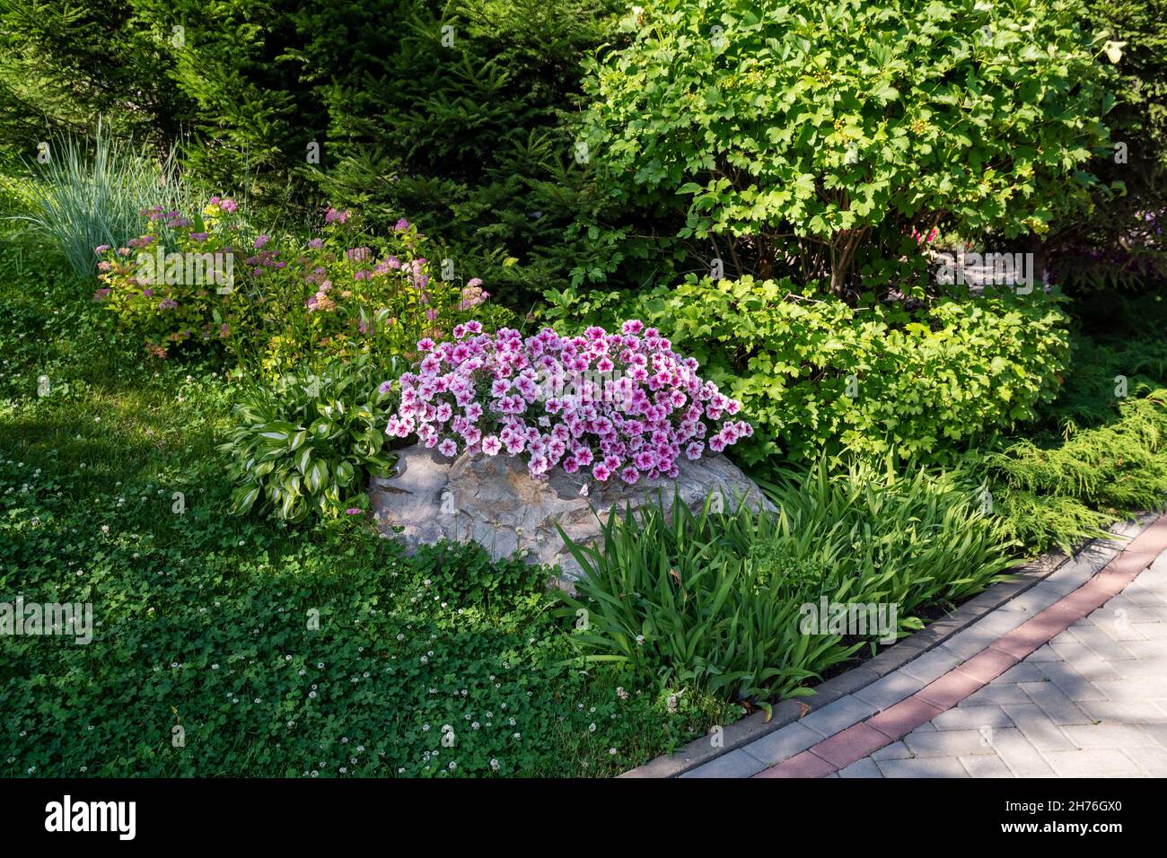 A decorative garden with flowering plants, spruce and viburnum on a sunny summer day. Stock Photo