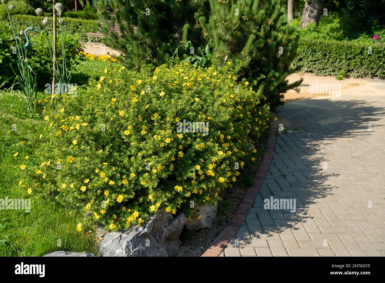 Blooming Kuril tea (Dasiphora Raf.), Potentilla L. or Pentaphylloides fruticosa grows in the park along the path on a sunny summer day. Stock Photo