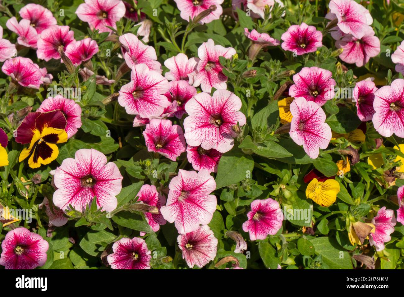 Beautiful hybrid pink petunias bloom on a sunny day in summer. Stock Photo