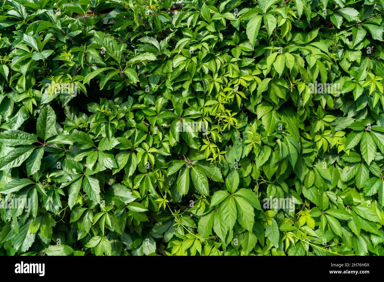 A hedge of a climbing perennial plant maiden grapes on a sunny summer day. Stock Photo