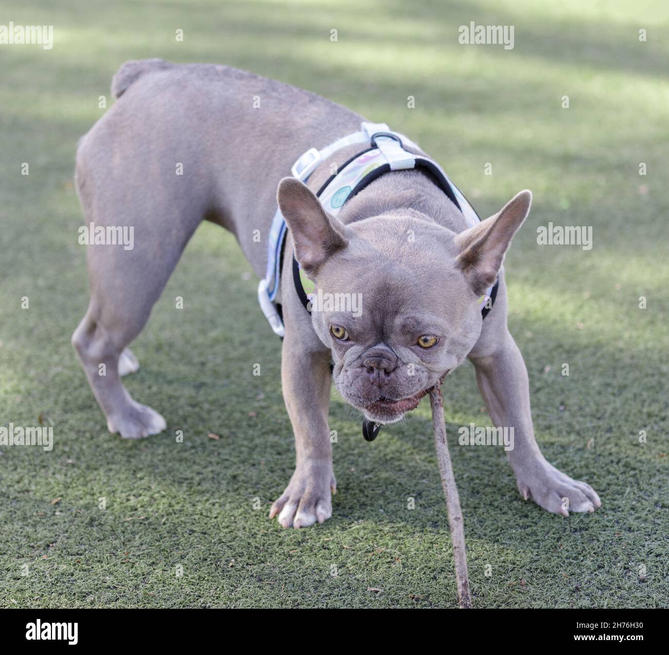 Lilac tan merle french bulldog sale