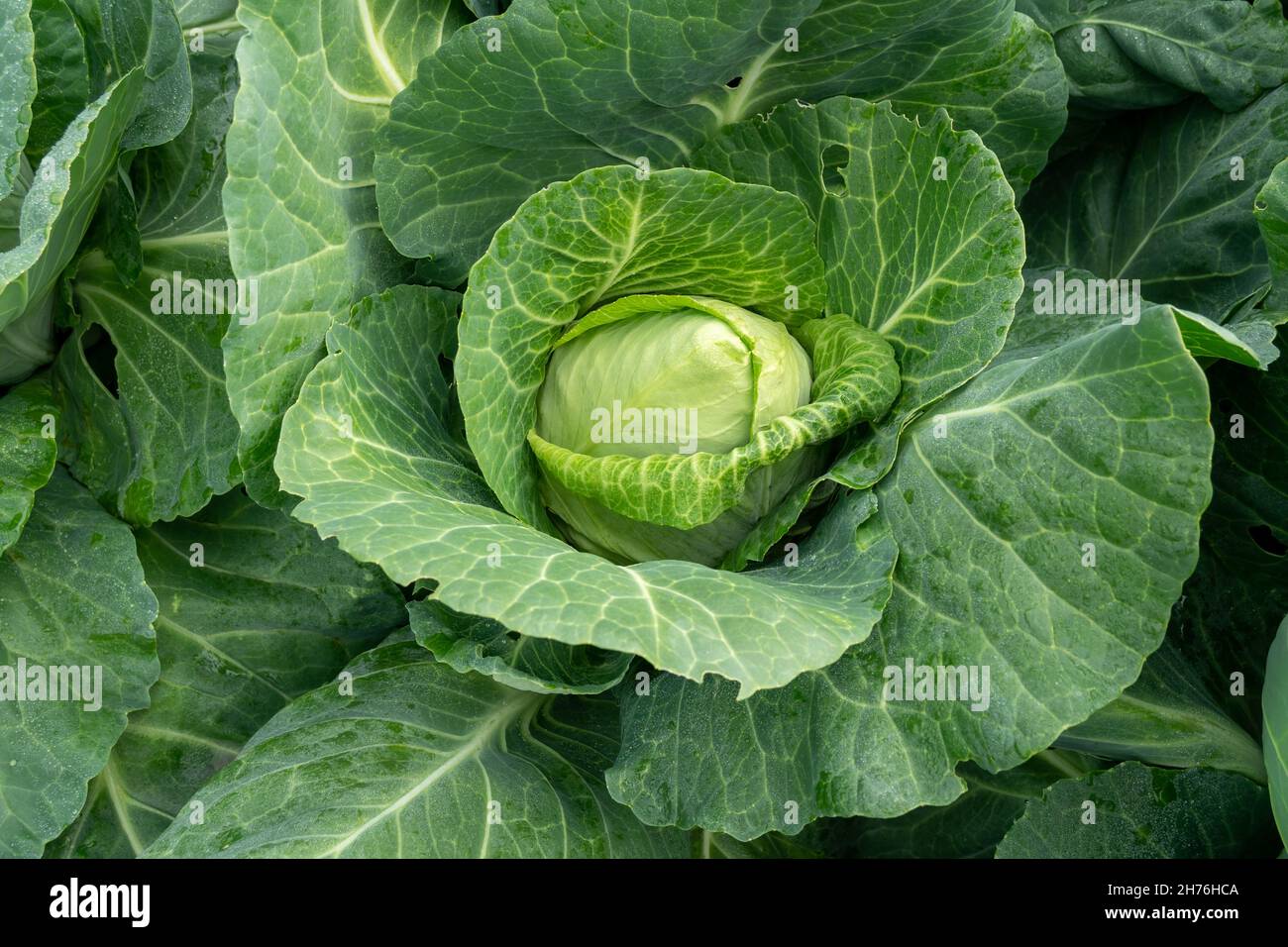 A head of early cabbage of the Tochka variety has ripened in a garden bed. Stock Photo