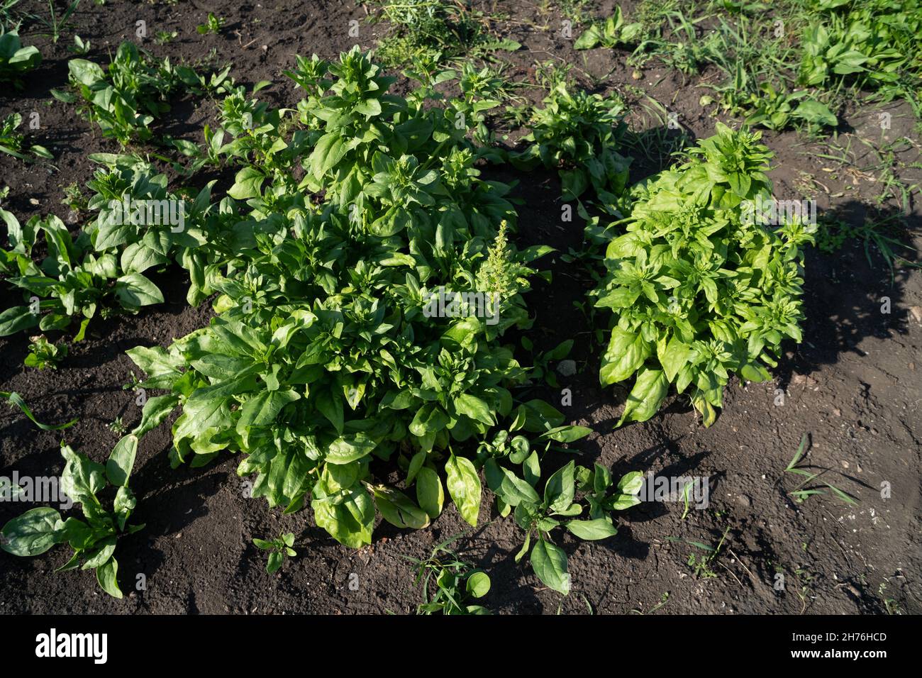 Garden spinach of various ripening periods grows on a plot of land on a sunny summer day. Stock Photo