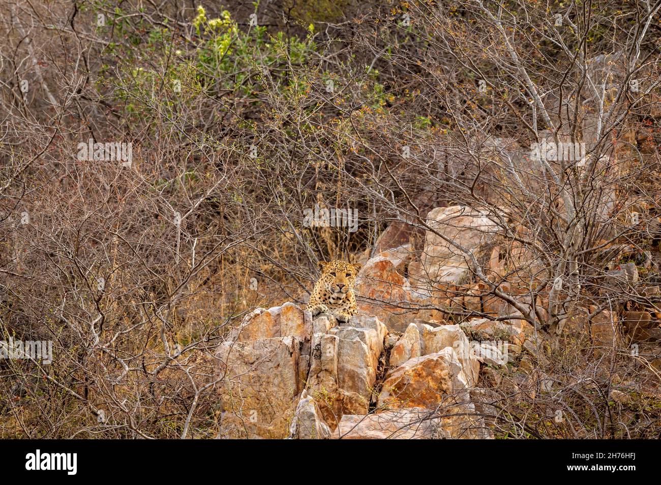 indian wild male leopard or panther resting on rock and high on hills at outdoor jungle safari at forest of rajasthan india - panthera pardus fusca Stock Photo