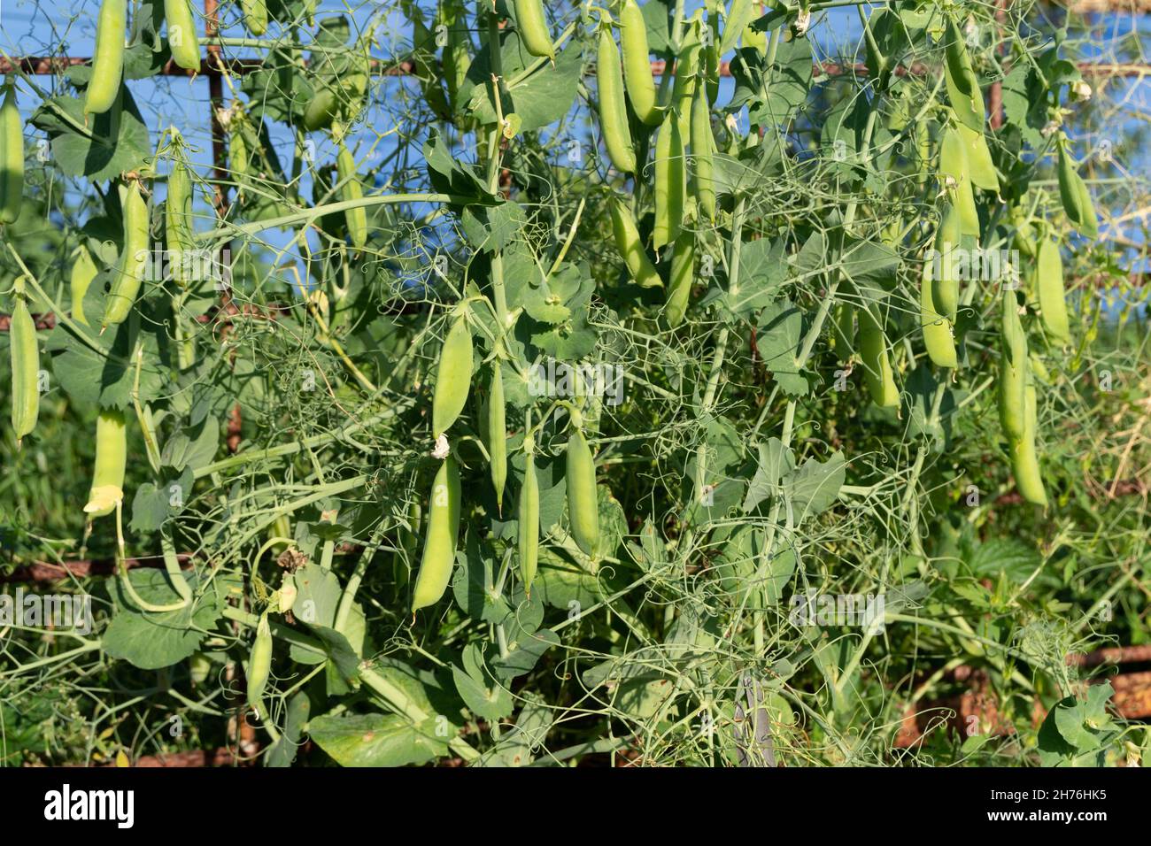 Vegetable eating pea winding with a lush leaf tendril on a garden on a summer day during the growing season. Stock Photo