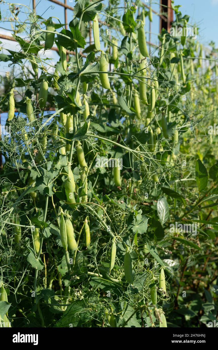 Edible podded pea winding with a lush leaf tendril on a garden on a sunny summer day during the growing season. Vertical shot. Stock Photo