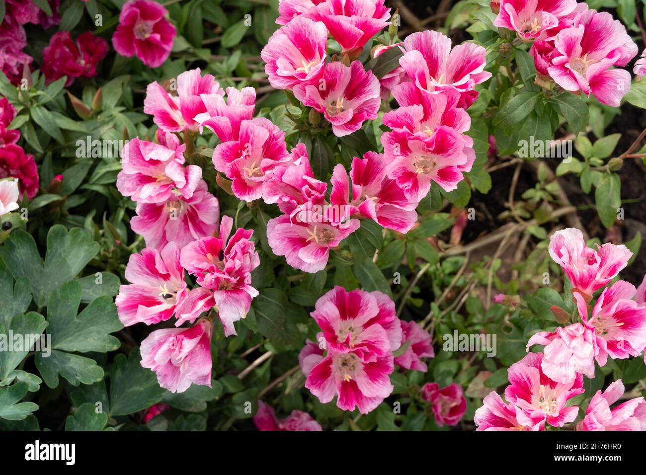 The delicate pink flowers of Godetia grandiflora bloom profusely in the garden in summer. Stock Photo