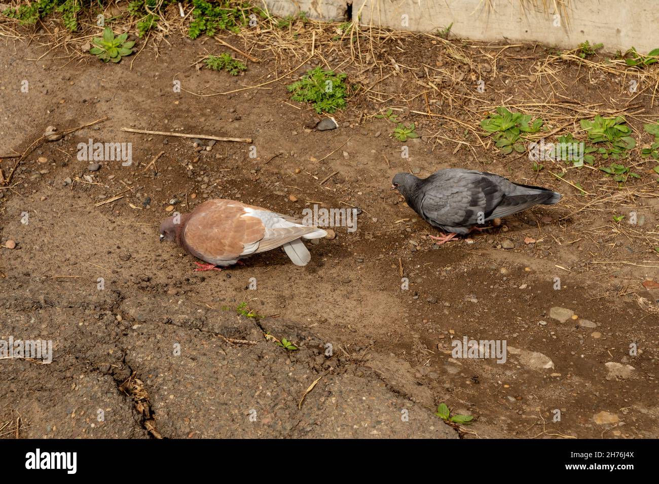 Two plump city pigeons search for food on the ground near the old sidewalk. Stock Photo