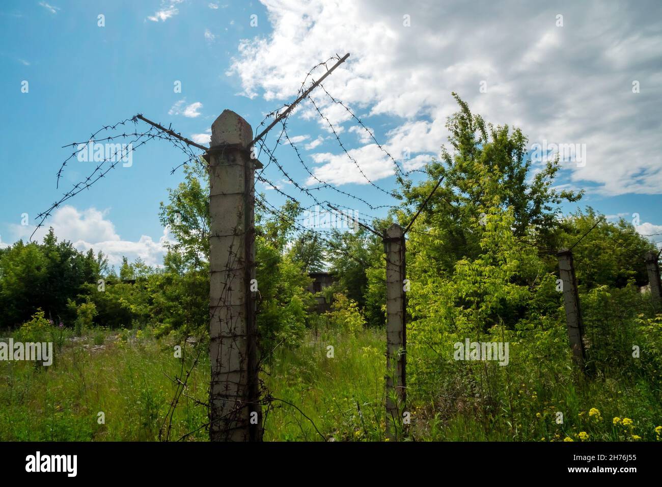Old concrete pillars with torn barbed wire in an abandoned military unit among lush vegetation on a sunny summer day. Stock Photo