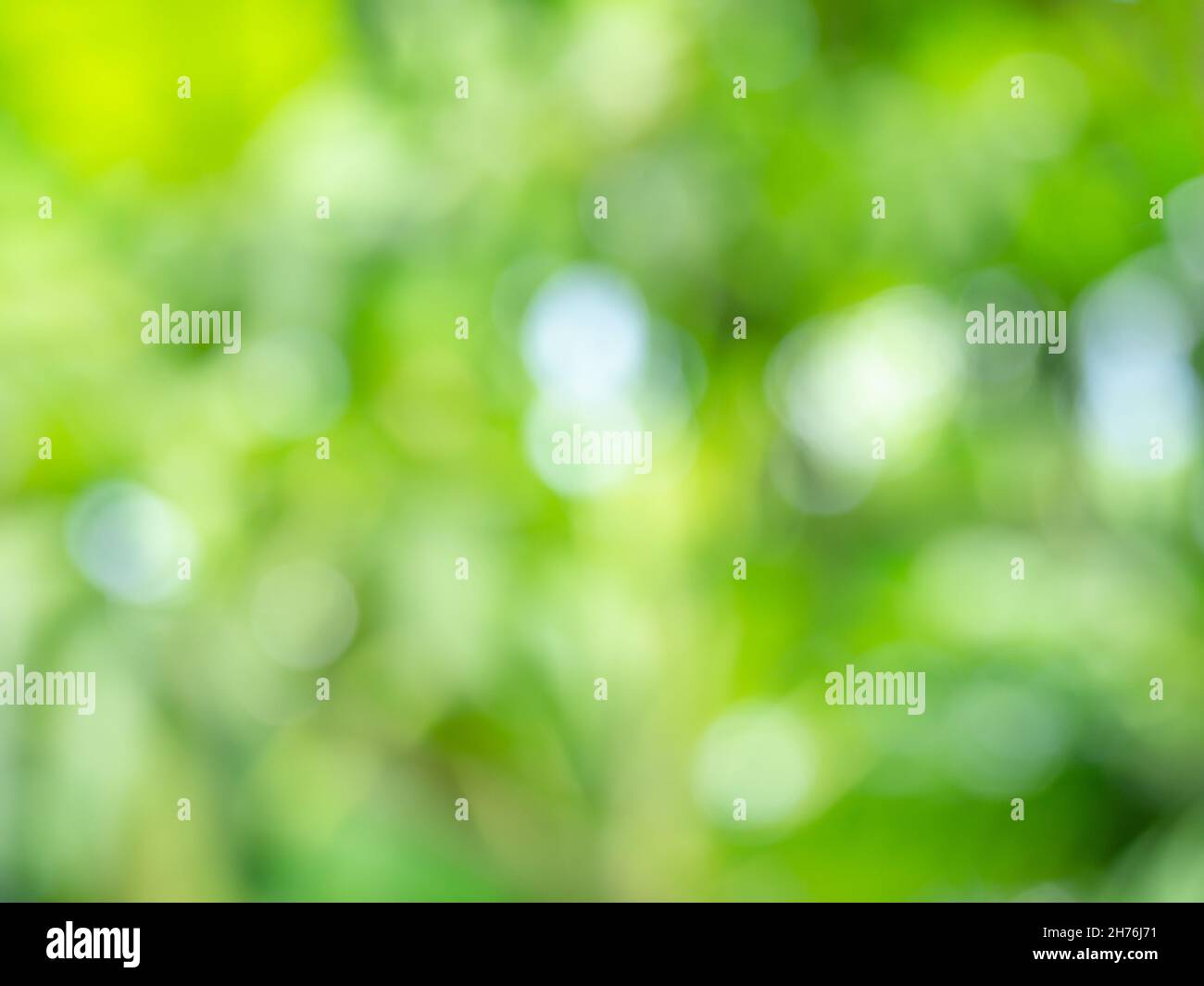 Abstract blurred green nature background with bokeh, natural light. Background of blurry green leaves bokeh out of focus from tree forest. Stock Photo