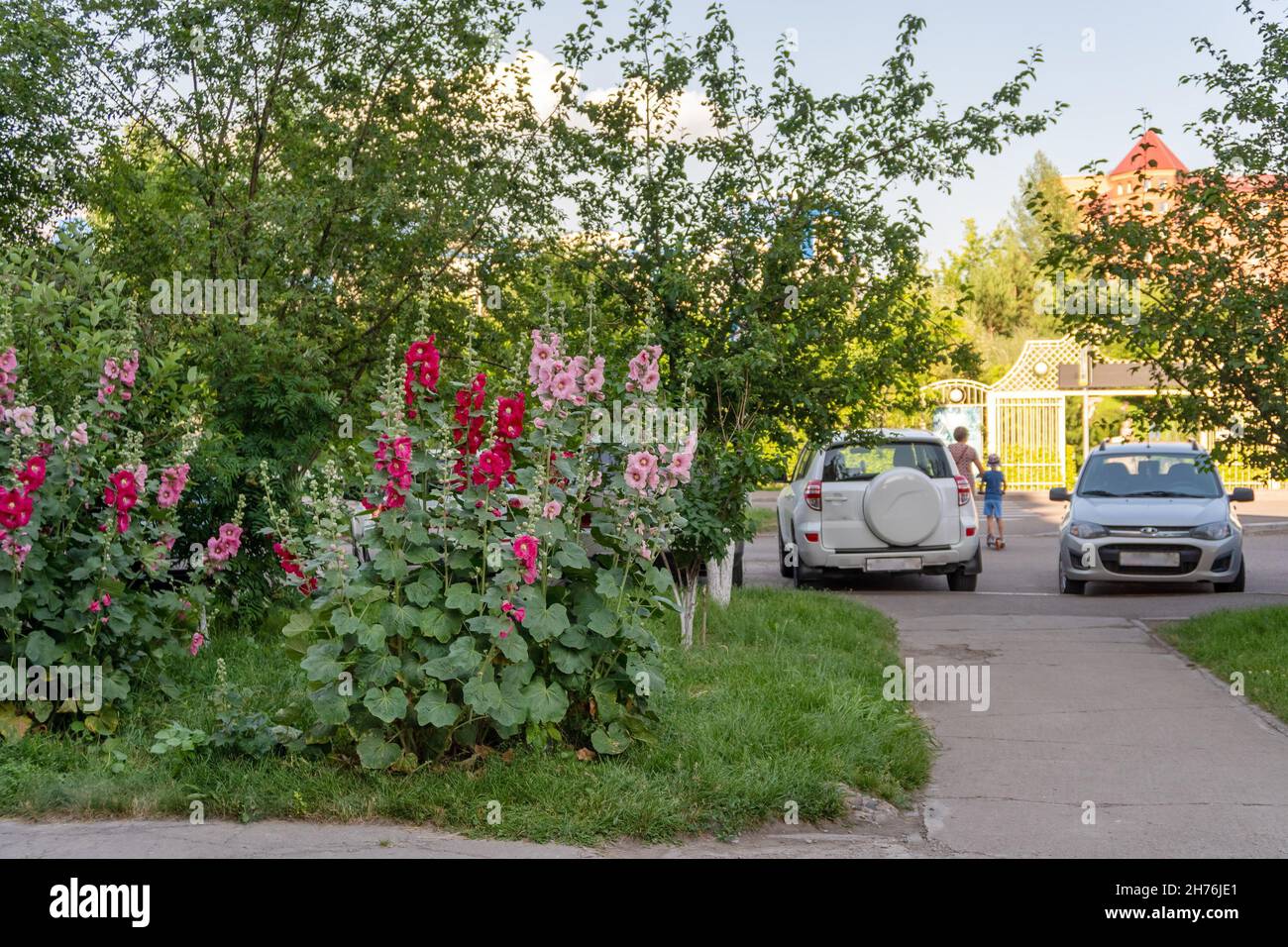 Flowers of pink and red mallow or stockrose (Alcea rosea L.) bloom on the lawn near the sidewalk on a summer day. Stock Photo