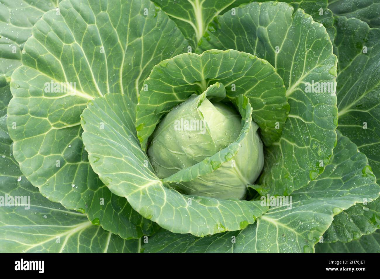 The cone-shaped head of early Tochka cabbage is ripe in a garden bed. Stock Photo