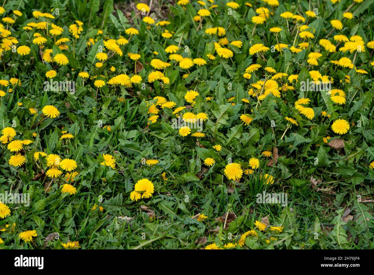 A glade with blooming yellow dandelions (lat. Taraxacum) among green foliage in spring. Stock Photo