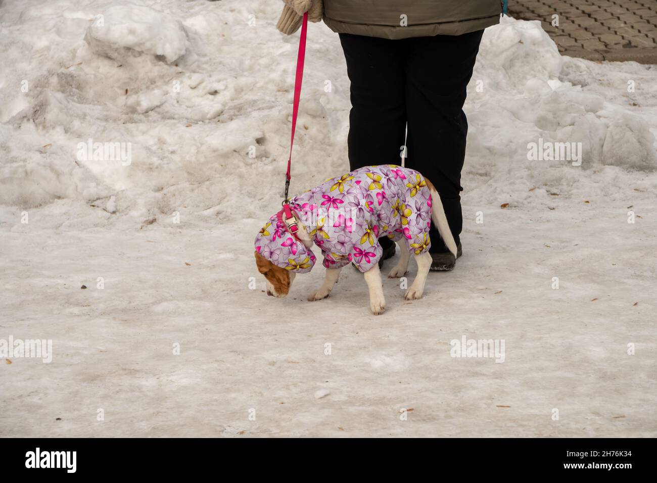 A small dog in a warm beautiful overalls sniffs the snowy road being on a leash from the mistress, against the background of a snowdrift. Stock Photo