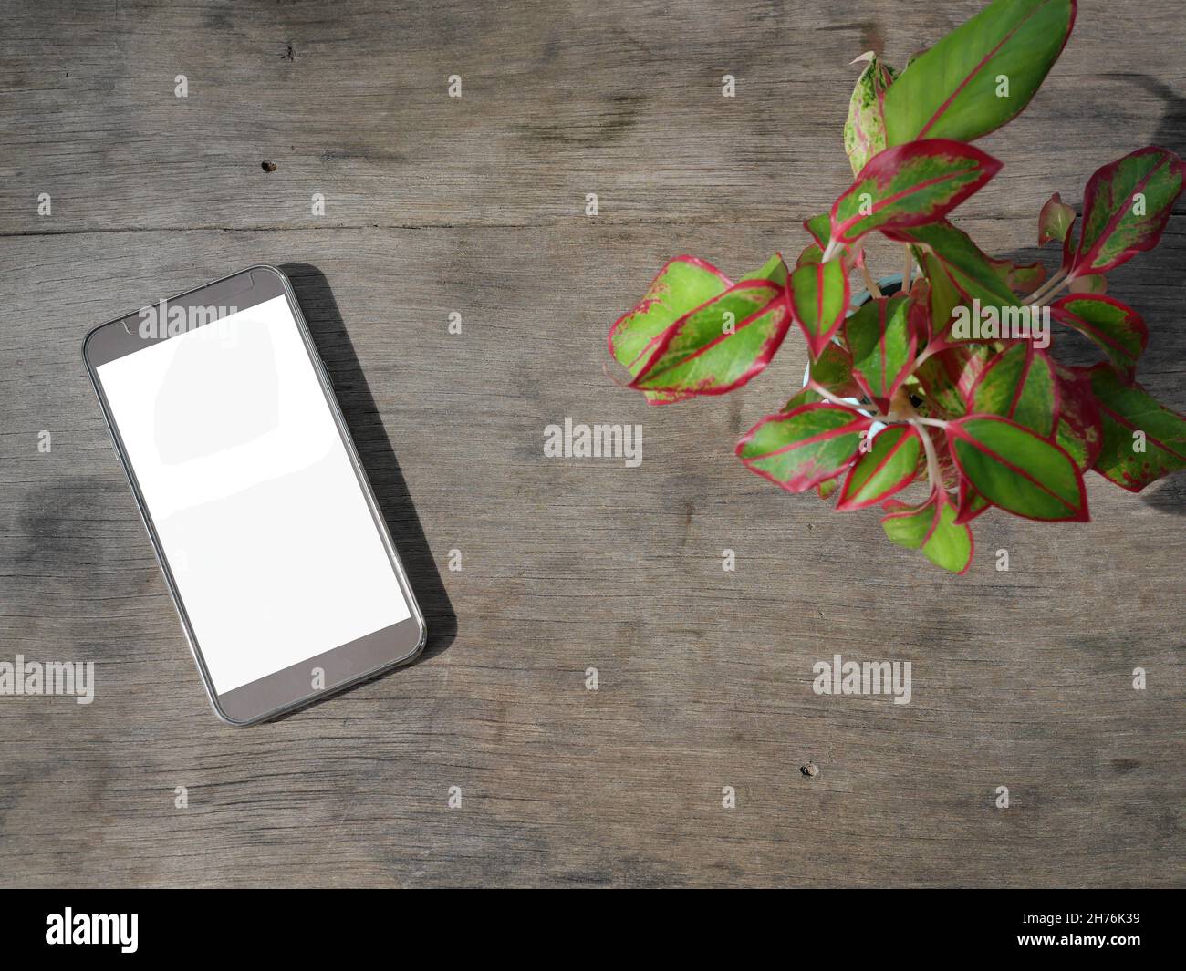 Smart phone with isolated white screen on brown wooden table with Chinese Evergreen plant or red Aglaonema plant tree , Communication technology Stock Photo