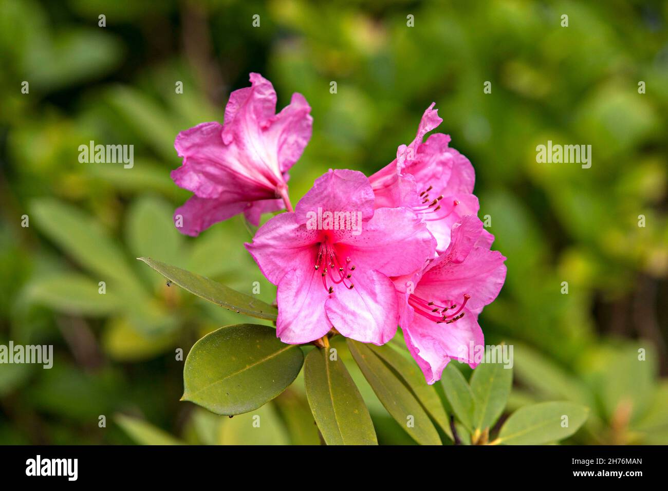 Rhododendron Flowers  (  Rhododendron sp. ), Chiemsee Chiemgau, Upper Bavaria Germany Europe Stock Photo