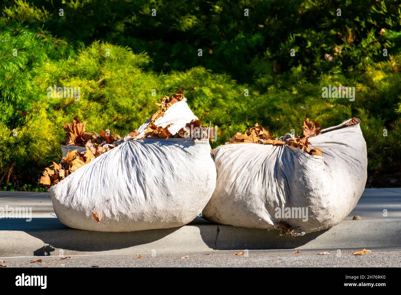 Raked up and collected fallen autumn leaves, tightly bound in two white plastic tarps awaiting transportation to the compost pile or landfill site. Stock Photo
