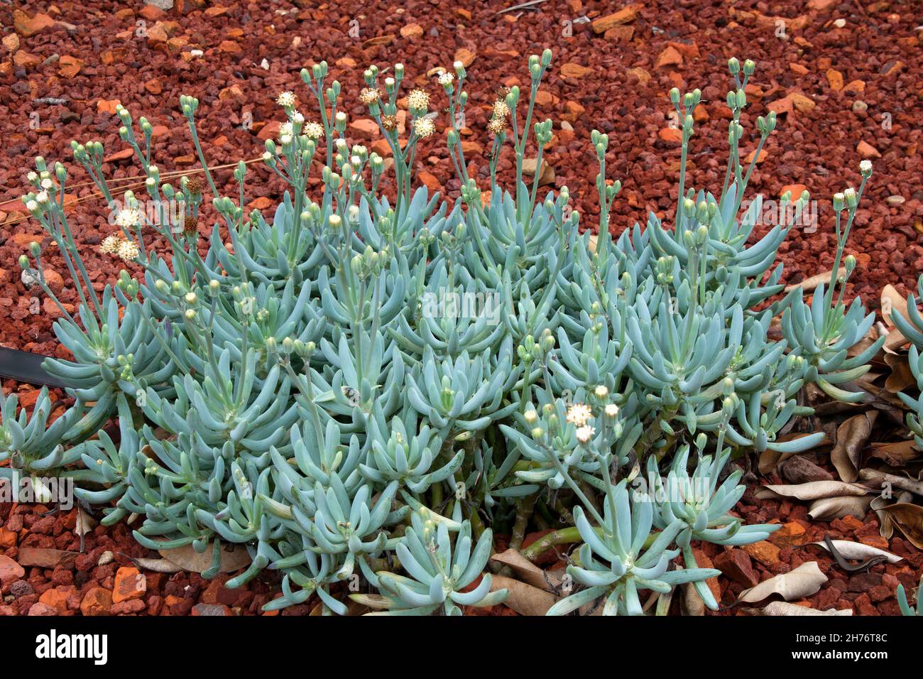 Sydney Australia, clump of curio repens also known as blue chalksticks ground cover Stock Photo