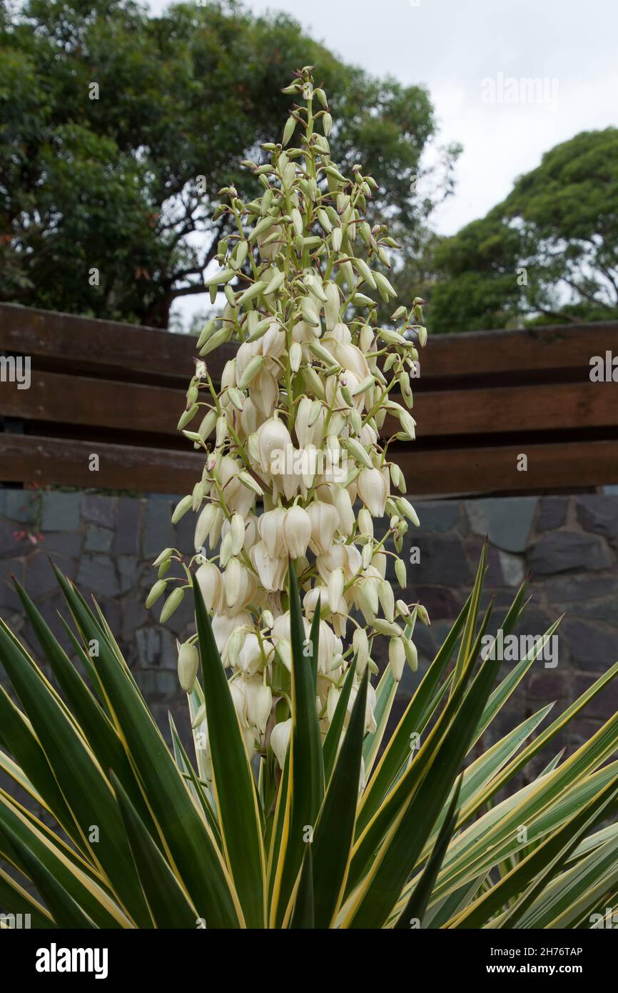 Sydney Australia, flowering stem of a yucca aloifolia Stock Photo