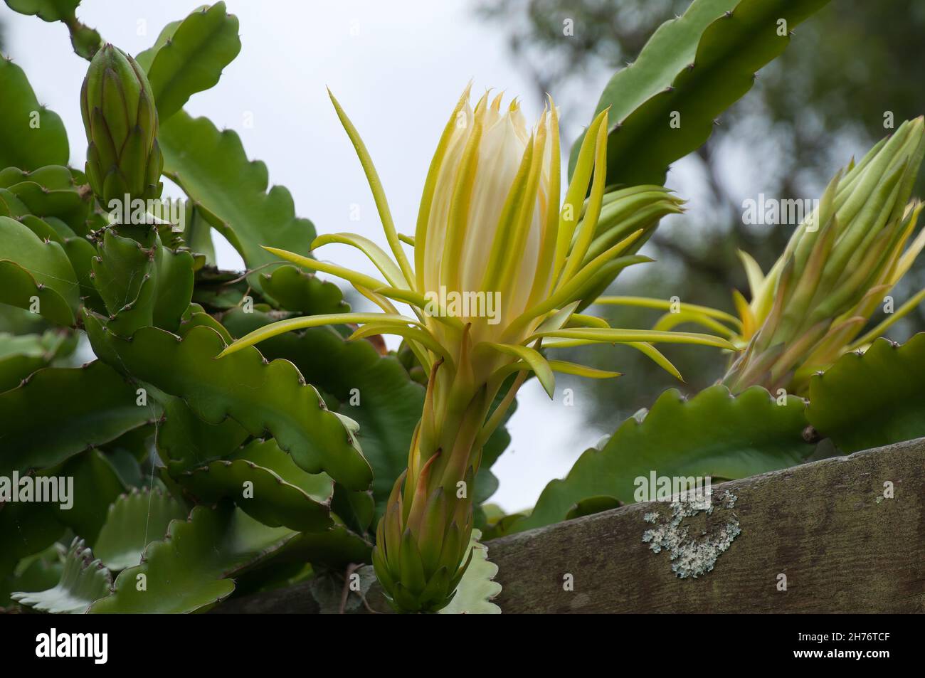 Sydney Australia, opening flower bud of a selenicereus undatus an epiphyllum climbing cactus Stock Photo