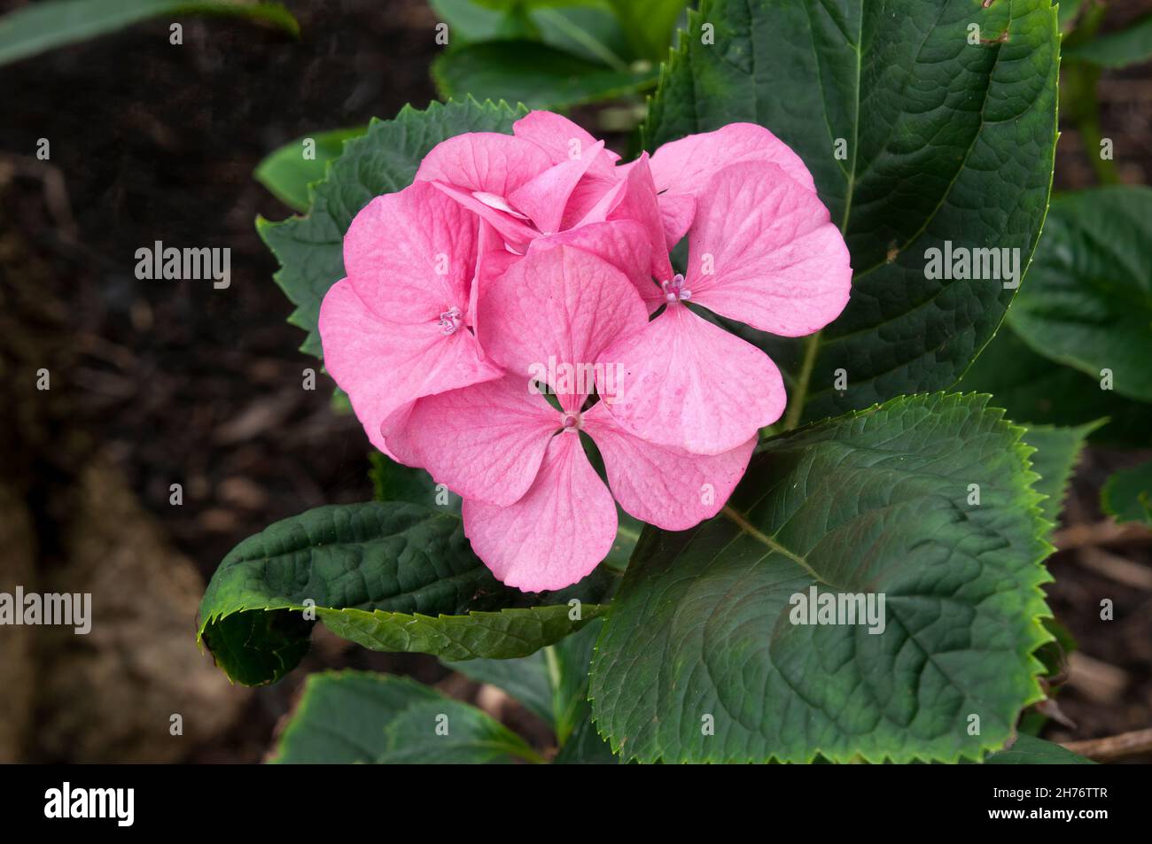 Sydney Australia, pink flowers of a hydrangea macrophylla Stock Photo