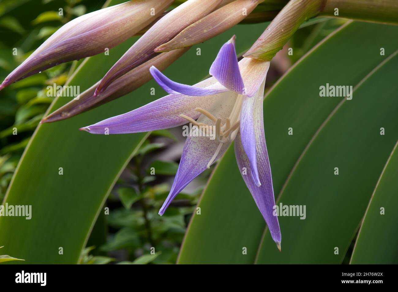 Worsleya procera hi-res stock photography and images - Alamy