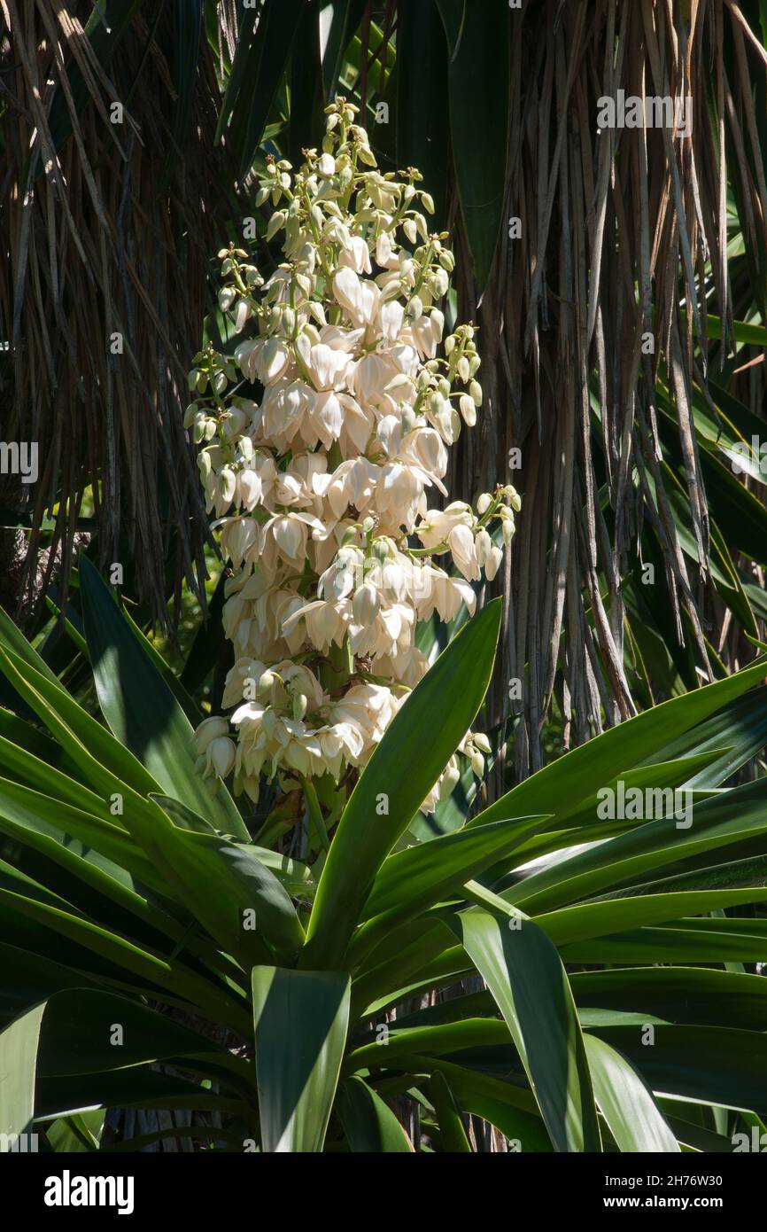 Sydney Australia, flowering stem of a yucca aloifolia Stock Photo