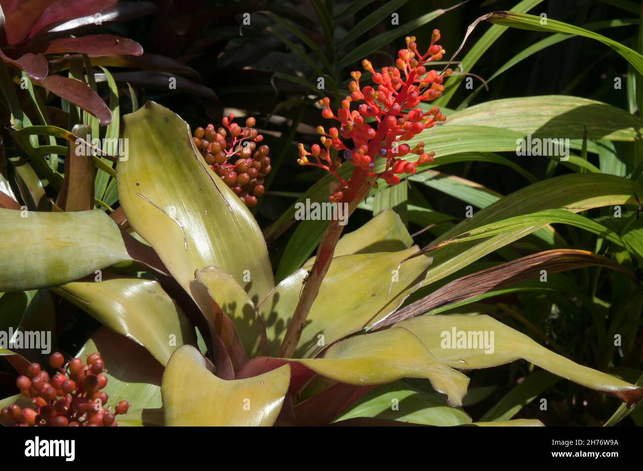 Sydney Australia, orange flower stem of a bromeliad plant Stock Photo