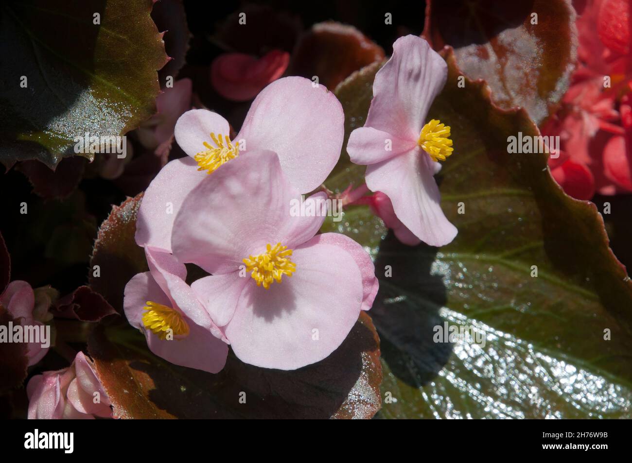 Sydney Australia, close-up of  a pale pink waxy begonia flowers Stock Photo