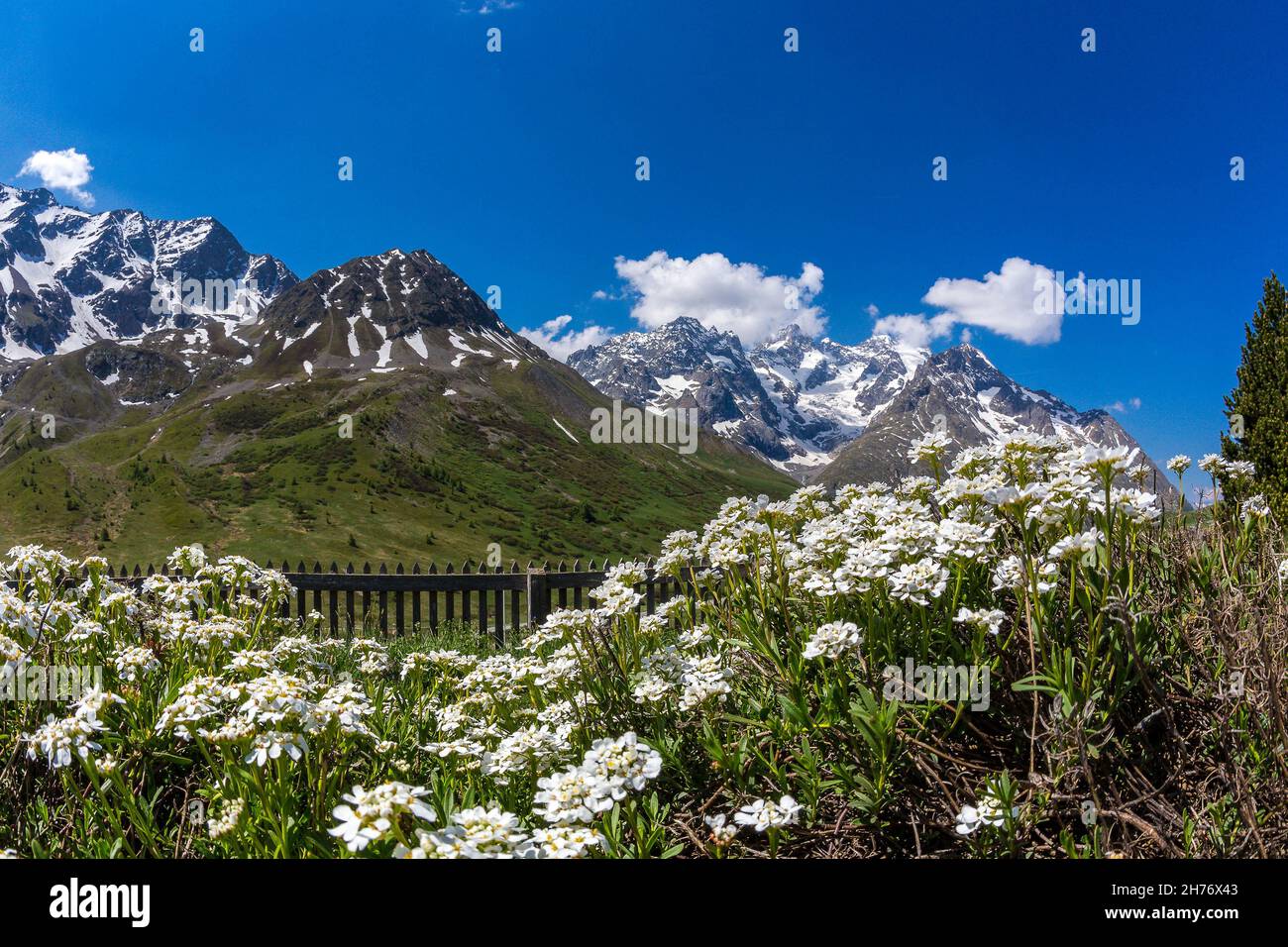 HAUTES-ALPES (05), VILLAR D'ARENE, LAUTARET, ALPINE RESORT JOSEPH FOURIER, ALPINE BOTANICAL GARDEN LAUTARET AND THE MASSIF MEIJE Stock Photo