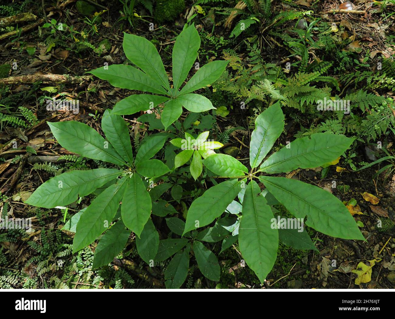 Overhead view of the leaves of a five-finger (Pseudopanax) small tree, in spring in urban native forest New Zealand Stock Photo