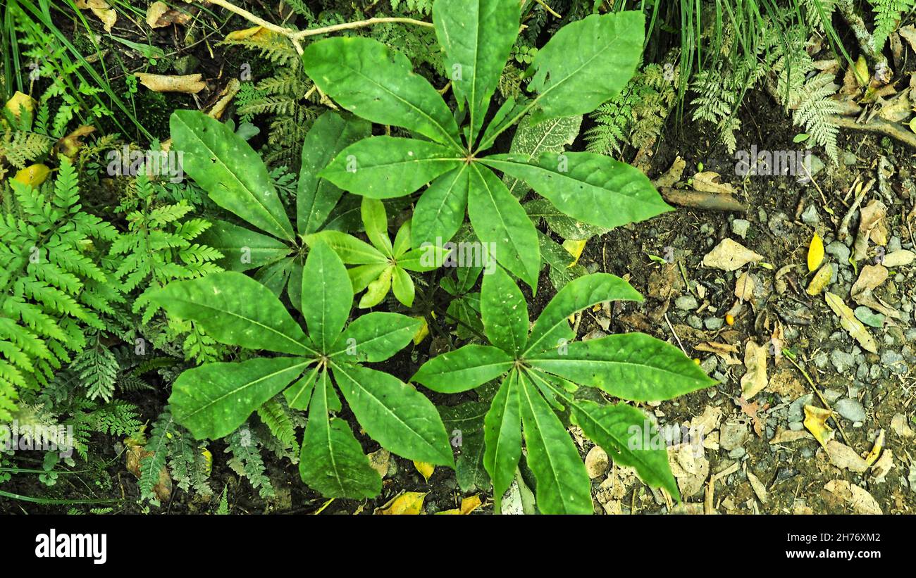 Overhead view of the leaves of a five-finger (Pseudopanax) small tree, in spring in urban native forest New Zealand Stock Photo