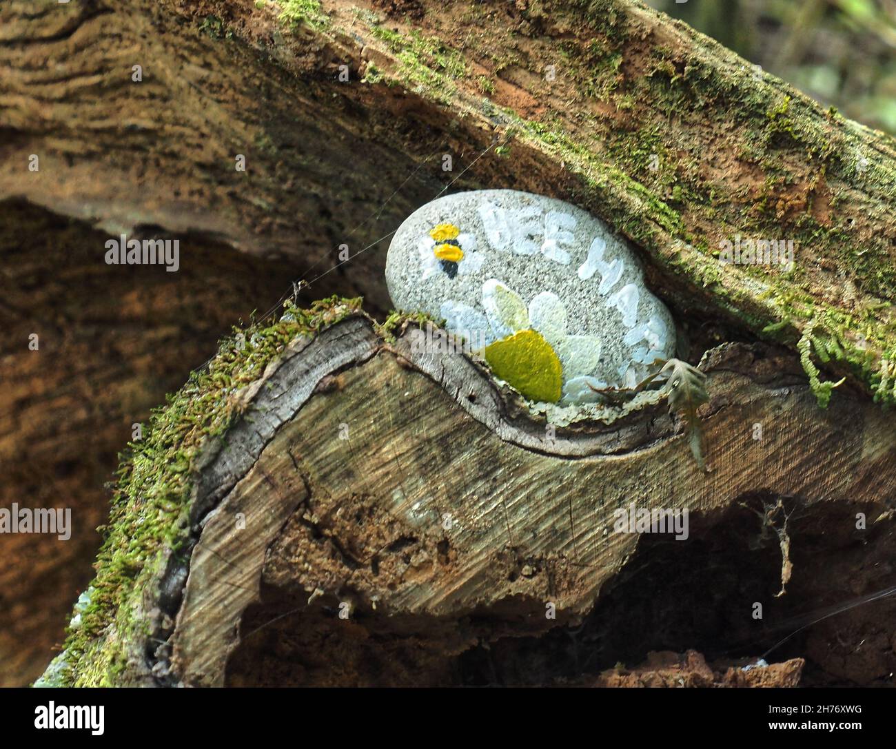 A painted rock placed in a tree trunk. Stock Photo