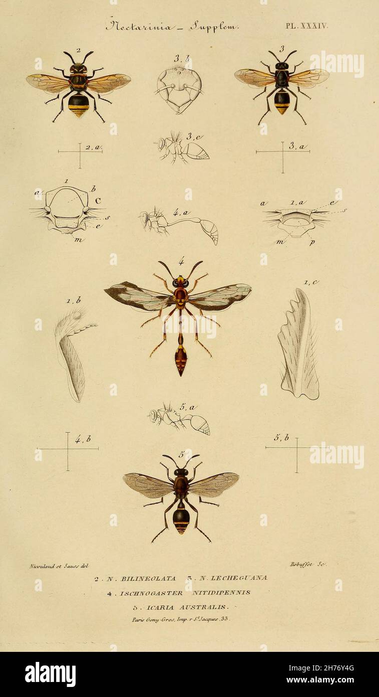 Études sur la famille des vespides / Paris :V. Masson ;1852-1858.  https://biodiversitylibrary.org/page/28387741 Stock Photo