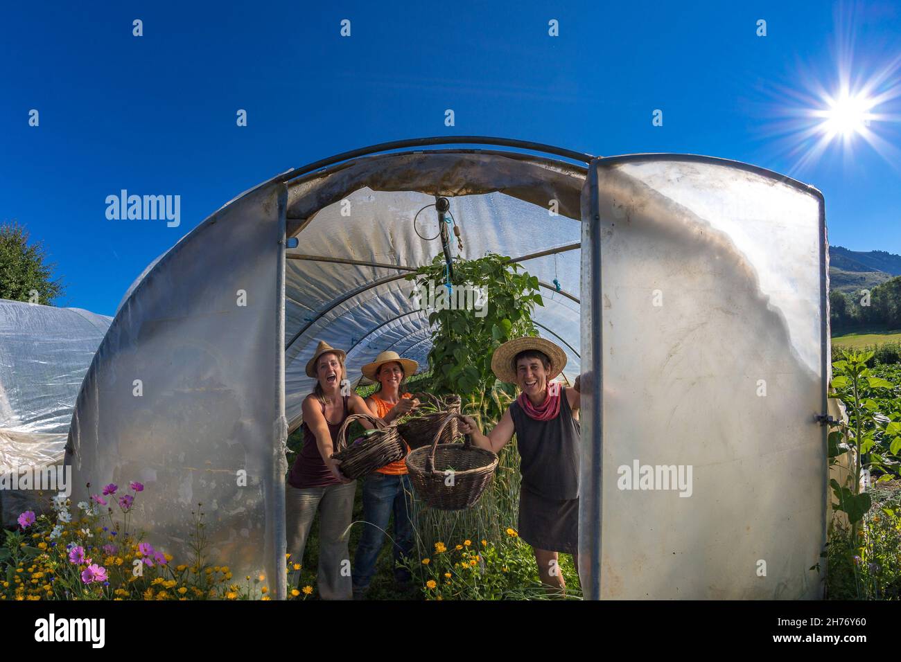 HAUTES-ALPES (05), CHAMPSAUR VALLEY, ECRINS NATIONAL PARK, ANCELLE, ESPRIT NATIONAL PARK BRAND, LEGUMONTAGNE, SYLVIE JAUSSAUD, ORGANIC MARKET GARDENIN Stock Photo