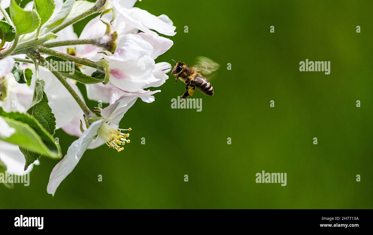 A shallow focus of a Honey Bee Pollinating a white Multiflora Rose with blurred green backgroun Stock Photo