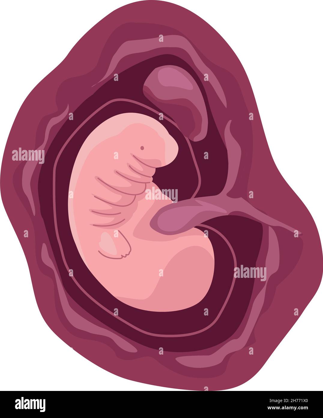 fetus with one month Stock Vector