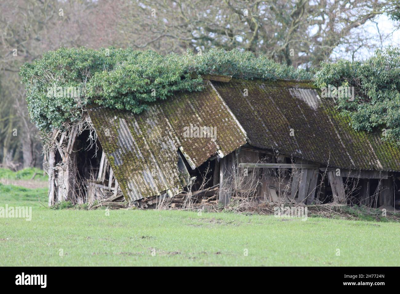 Collapsed redundant former cattle livestock shelter now isolated on extended arable monoculture field edge. Farming history evidence. Now wildlife use Stock Photo