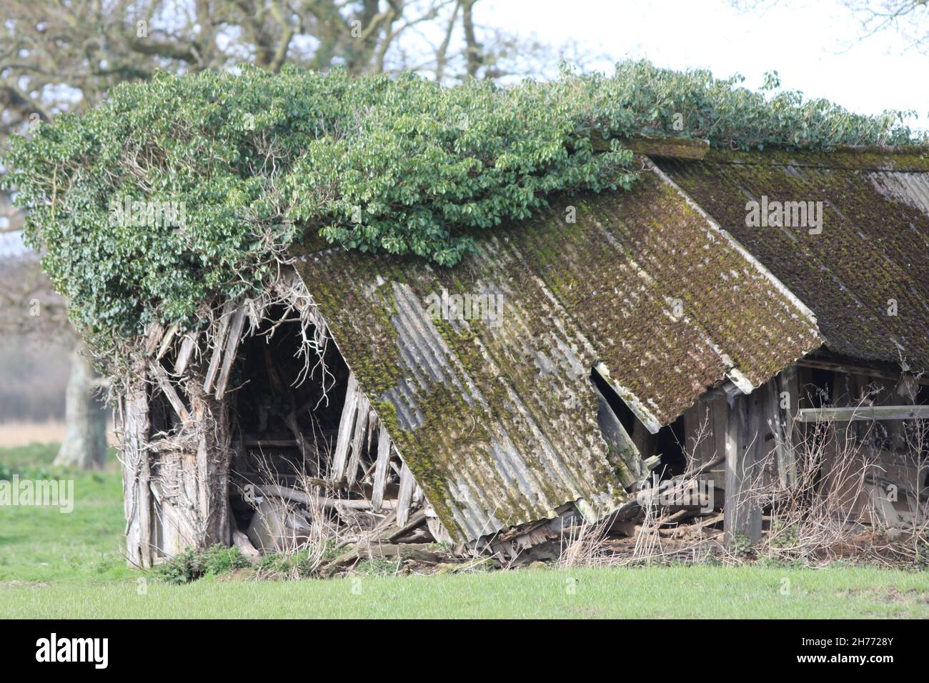 Collapsed redundant former cattle livestock shelter now isolated on extended arable monoculture field edge. Farming history evidence. Now wildlife use Stock Photo