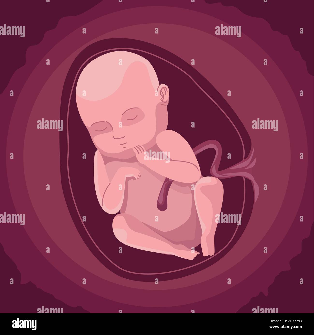 baby inside the womb Stock Vector